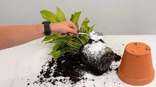 Remove from pot and sprinkle roots. Plants will grow large and healthy