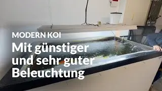 Christians schicke 2.000 Liter Innenhäterung | Modern Koi Blog #6733