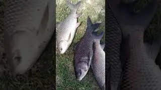 8 kg thela fish