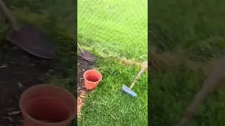 @JohnnyLearnsGardening Blueberry plant update plus homemade soil mix and seed sowing