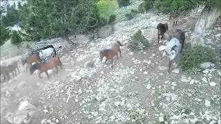 BUCAK'TA YILKI ATLARINDA LİDERLİK KAVGALARI