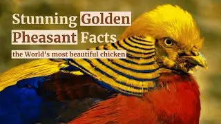 The Most Beautiful Chicken in the World, Golden Pheasant