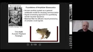 The Puerto Rican Coqui: A Model of Acoustic Communication in Noise