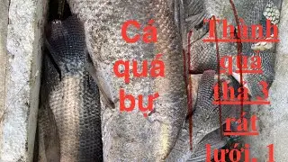 Cá Bự tung rách lưới quay hết luôn, có cách này mới lụm được em nó 