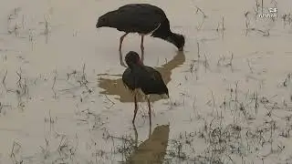 Rare Black Storks Return to Southwest China&rsquo;s Yunnan for Winter