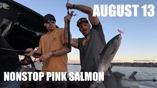 INSANE PINK SALMON BITE - MARINE AREA 11 AUGUST 13 2025