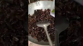 Cooking crickets for my family - catch and cook crickets