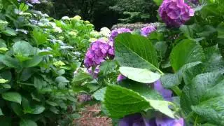 Hydrangea The Rainy Season Flower
