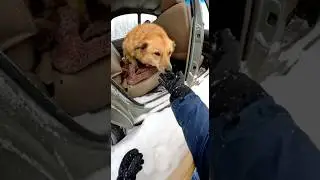Спасательные операции по эвакуации собак из заснеженной местности #собака #спасение #снег