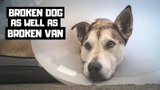 DOG HAS CRUCIATE LIGAMENT SURGERY... adventure travel dog needed operation!