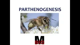 PARTHENOGENESIS | BASIC FEATURES AND TYPES