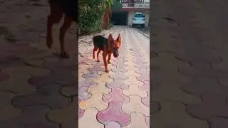 Bruno training period |shorts|German shepherd
