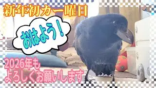 おはようのあいさつから一日が始まるカラスのハッピー 【おしゃべりカラスの日常】