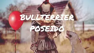 PERRO BULL TERRIER PLAYING IN THE BED, FUNNY DOG