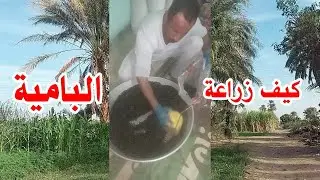 شوفوا كيف  زرع ابو احمد البامية