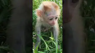 #monkey #babymonkey #cute #funny #animals #lovely #pavpav #love #lifeisbutadream #babyanimal