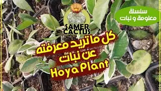 نبتة الهويا (الشمعة) وكل ما يتعلق بالعناية بها hoya types and care
