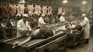À l'intérieur d'une usine de cuir d'autruche : de la ferme aux vêtements de luxe !