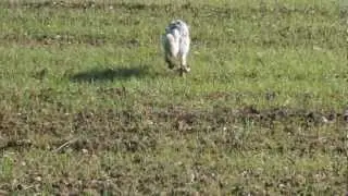 SETTER EYOSMOS