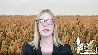 Sorghum Update | January 7, 2026