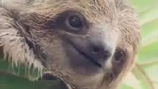 Young sloth saying hi