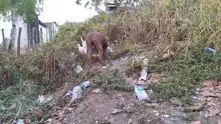 Big Dog Bully #lekthebestkennel 