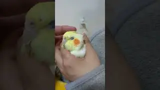 オカメインコ　誰だお前は!　cockatiel　　　Who are  you?　