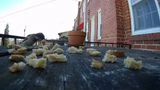 ANGRY BIRDS!  [ 4k ] baltimores secret spy program.