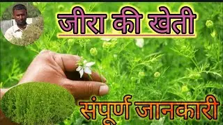 jeera Farming in Gujarat ? जीरा खेती की कम्पलीट जानकारी | Jeera Seeds| Cumin Farming Jeera ki Kheti