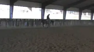 reining Prospect