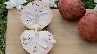 Red Custard Apple Red Cherimoya Roja fruithunters