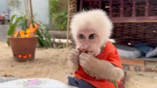 Thank you, Caramen, for taking care of Monkey Baba while Mr. Minh was away