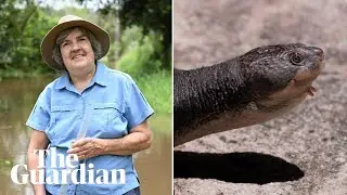 Endangered bum-breathing turtles and the town working to save them