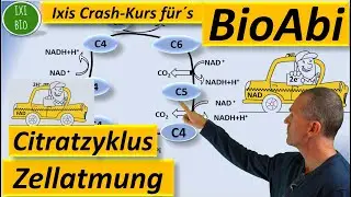 Citratzyklus detailliert (advanced) - Zitronensäurezyklus - Krebskreis BioAbi Vorbereitung