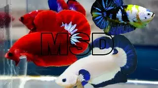 Betta fish tank - Betta fish breeding - Best breeding koi betta fish collection