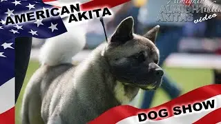 AMERICAN AKITA  |  NDS  |  CAC  |  DNIPRO  |  UKRAINE  |  01 may 2021