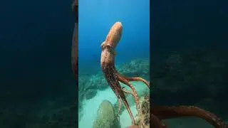 Обитатели Морей и Океанов #vidma #shorts #deepsea