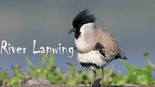 Chandu Budhera Wetland story : River Lapwing in Gurugram