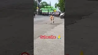 Follow traffic rules ✌️ #shorts #ytshorts #funny #fun #safety #follow #comedy #learn #new #viral #1k