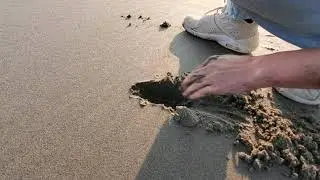 How to find and catch razor clams by hand Super Easy (no tools)