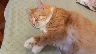 Кузенька, Мурчалкин дрыхнет, мама сетует, всех лю❤