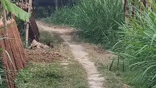 গ্রাম থেকে শহরে যাওয়ার পথে ; ভিডিওতে দেখানো নির্বাচিত জেলা মানিকগঞ্জ। 