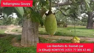 Ndiarignou Gouyy Les Bienfaits du Baobab par Dr Elhadji KONTEYE