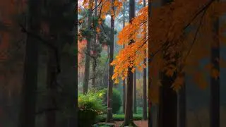 &ldquo;Healing Zen Forest in Autumn Piano Drift &ndash; Flowing Piano & Khim for Stress Relief&rdquo;