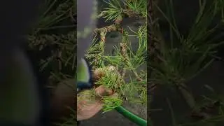 Wiring branch tips on Japanese Black pine bonsai #terryerasmusbonsai #bonsai #bonsaitree #pine
