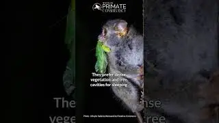 Dian's Tarsier in 34 seconds&mdash;Small, nocturnal, tree dwelling, and social