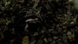 Pobblebonk  ATTACKS!!!