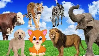Animal Sounds / Pet Sounds - Wild Animal Sounds - African Animal Sounds