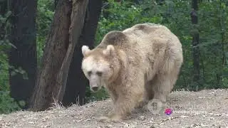 Spain's Top 10 Unique Animals: A Visual Journey