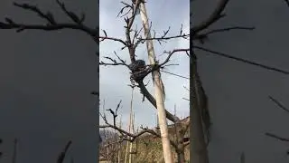 Stokes orchard Kotgarh (HDP plantation)